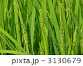 稲の花　出穂と稲の花