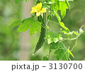 ニガウリ-13114