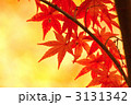 龍安寺境内の紅葉