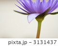 睡蓮の花びら