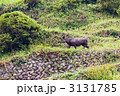 カモシカ