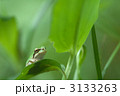 アマガエル