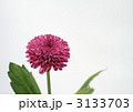 赤紫の菊