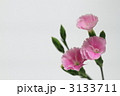 ピンクの撫子の花