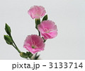 ピンクの撫子の花