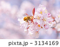 桜とハチ