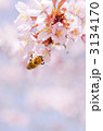 桜とハチ
