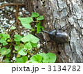 カブトムシ
