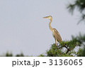 アオサギ