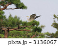 アオサギ
