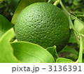 緑色のうちに収穫して使うカボスの実