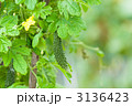 実ったゴーヤ
