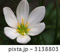 タマスダレの花