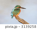 カワセミ