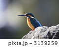 カワセミ