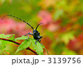 ゴマダラカミキリムシ
