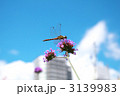 赤とんぼ