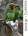 ミドリコンゴウインコ