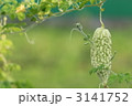 家庭菜園の白ゴーヤ