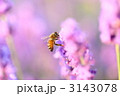 黄昏Honey Bee