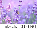 黄昏Honey Bee