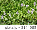 水辺に咲く花