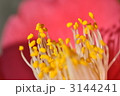 3144241
