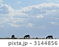 Blue sky &amp; Zebra (in Kenya)