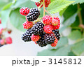 ブラックベリー