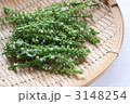 紫蘇の花
