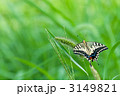 キアゲハと新緑