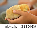 ヒヨコ