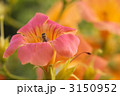 ノウゼンカズラと蜂