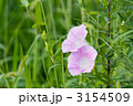 ヒルガオ