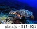 ウミガメ