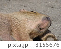 3155676