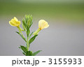 オオマツヨイグサ