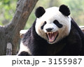 吠えるパンダ