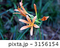 キツネノカミソリの花