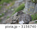 雷鳥