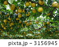 収穫期の梨　梨の実