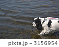 犬