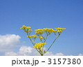 　女郎花と青空