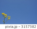　女郎花と青空