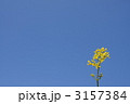 　女郎花と青空