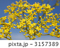 　女郎花と青空