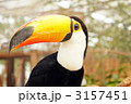 オニオオハシ