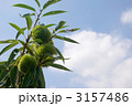 青空と枝に生る栗