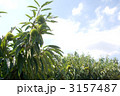 青空と栗畑