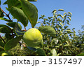 青い柿